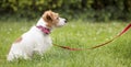 Obedient cute smart jack russell terrier dog sitting in the grass on a red leash Royalty Free Stock Photo