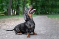 Obedient dachshund dog, black and tan, joyfully looks at his owner for a walk in the summer park