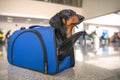 Obedient dachshund dog sits in almost closed blue pet carrier at airport or train station, looks up and waits owner. Safe travel