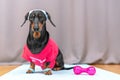 Obedient dachshund dog in sportswear with wristbands on paws and headband protecting from sweat on head sits on gym mat