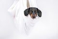 Obedient dachshund dog was wrapped in sheet and hung up, its head sticking out, white background, copy space. Eco