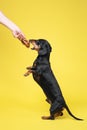 Obedient dachshund performs trick, standing on hind paws in full growth and receives tasty dried pet treat as reward