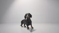 Black dachshund puppy is looking in the camera and waiting for a treat. Studio white background high quality photo image