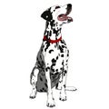 Obedient Dalmatian