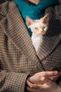 Obedient Devon Rex Cat With Bright White Orange Fur Color Peeks Out From Under Owners Coat. Curious Playful Funny Cute