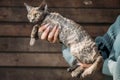 Obedient Devon Rex Cat With Brown Grey Fur Color Sit On Hands. Curious Playful Funny Cute Beautiful Devon Rex Cat. Cats