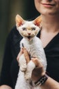 Obedient Devon Rex Cat With White Fur Color Meows While Sitting On Hands. Curious Playful Funny Cute Beautiful Devon Rex