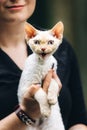 Obedient Devon Rex Cat With White Fur Color Meows While Sitting On Hands. Curious Playful Funny Cute Beautiful Devon Rex