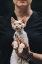 Obedient Devon Rex Cat With White Fur Color Sitting On Hands. Curious Playful Funny Cute Beautiful Devon Rex Cat. Cats