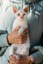 Obedient Devon Rex Cat With White Grey Fur Color Sit On Hands. Curious Playful Funny Cute Amazing Devon Rex Cat Look At