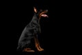 Obedient Doberman Pinscher Dog Sitting and Looking up, isolated Black Royalty Free Stock Photo