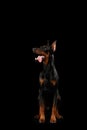 Obedient Doberman Pinscher Dog Sitting and Looking up, isolated Black Royalty Free Stock Photo