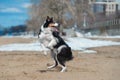 The obedient dog dances on its hind legs vertically on a sandy beach in spring