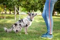 Obedient dog doing walking exercise with owner. training Sit command