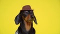 Obedient dog fulfills all the trainer`s commands and poses in a hat on a yellow background