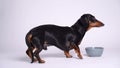 Obedient dog fulfills all the trainer`s commands and poses in a hat on a yellow background