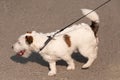 Obedient dog and long-line training leash on green grass background