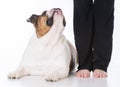 obedient dog and owner Royalty Free Stock Photo