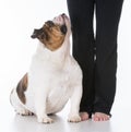 obedient dog and owner Royalty Free Stock Photo