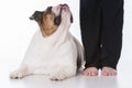 obedient dog and owner Royalty Free Stock Photo