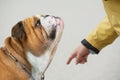 Obedient dog portrait Bulldog Royalty Free Stock Photo