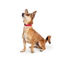 Obedient Dog Sitting Anticipating Treat Royalty Free Stock Photo