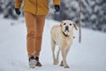 Obedient dog walking with his owner in snow Royalty Free Stock Photo