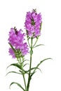 Obedient Flower Plant