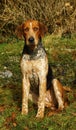 Obedient fox hounds sat waiting for their master Royalty Free Stock Photo