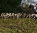 Obedient fox hounds sat waiting for their master