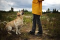 Obedient friendly dog looking at owner in field