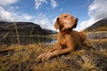 Obedient golden colour vizsla dog outdoors