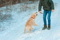 Man teaches with dog golden retriever outdoors Royalty Free Stock Photo