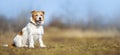 Obedient happy dog puppy sitting in the grass, pet training concept Royalty Free Stock Photo