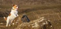 Obedient happy dog waiting on a stone, pet walking, travel banner