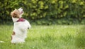 Obedient happy excited smiling pet dog begging in the grass Royalty Free Stock Photo