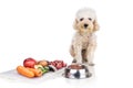 Obedient healthy dog posing with barf raw meat, fish, vegetable, eggs, ingredient diet on white background Royalty Free Stock Photo