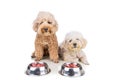 Obedient healthy dogs posing with barf raw meat on white background