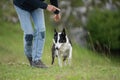 obedient intelligent border collie dog is trained by a trainer who is also his owner