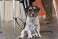 Obedient Jack russell dog ist sitting under an chair Royalty Free Stock Photo