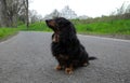 Obedient long-haired dachshund