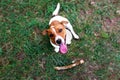 Obedient loyal dog Jack Russell sits and looks at the owner. An obedient dog sits and waits for the owner. The concept Royalty Free Stock Photo