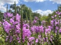 Obedient plant blooming in summer garden