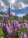 Obedient plant blooming in summer garden