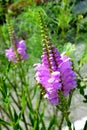 Obedient plant, false dragonhead or Physostegia virginiana Royalty Free Stock Photo