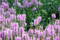 Obedient plant flowers