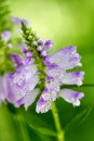 Obedient Plant - Physostegia