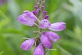 Obedient plant, Physostegia virginiana, flowering close-up