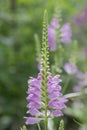 Obedient plant, Physostegia virginiana, flowering