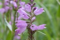 Obedient plant, Physostegia virginiana, inflorescence close-up